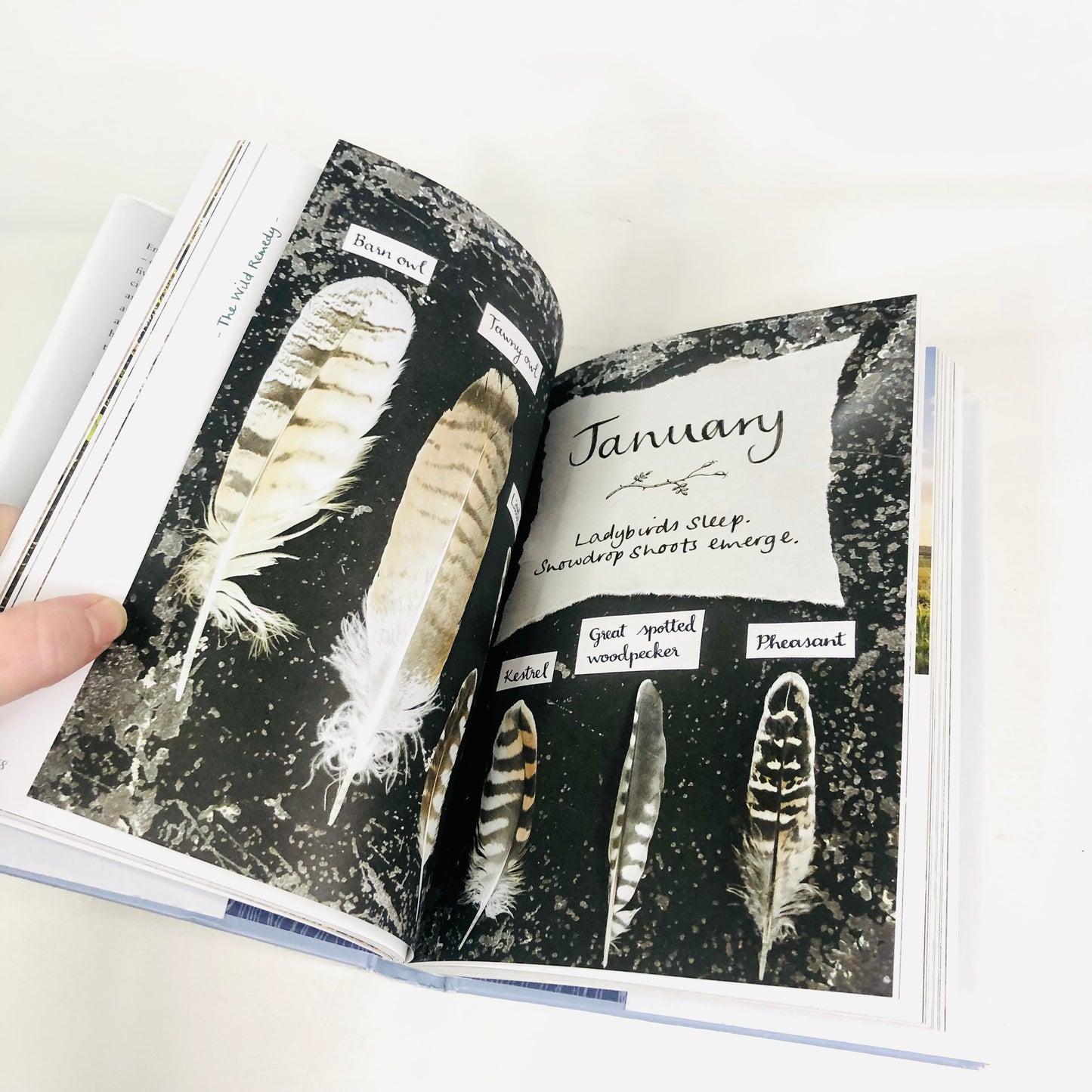The Wild Remedy: How Nature Mends Us - A Diary by Emma Mitchell (Hardback Book)