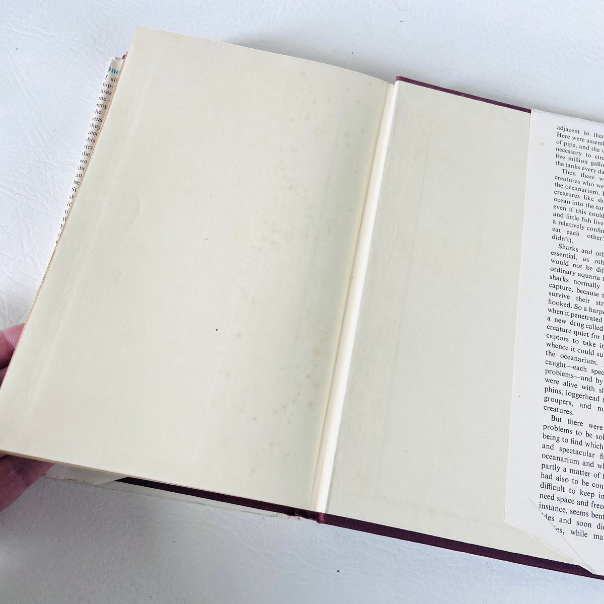 Window In The Sea | Ralph Nading Hill | Illustrated Hardback W/ Dust Jacket |1st Edition 1956