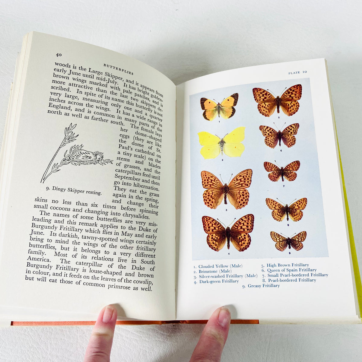 British Butterflies Book | George E Hyde | Hardcover Hardback | Vintage 1960