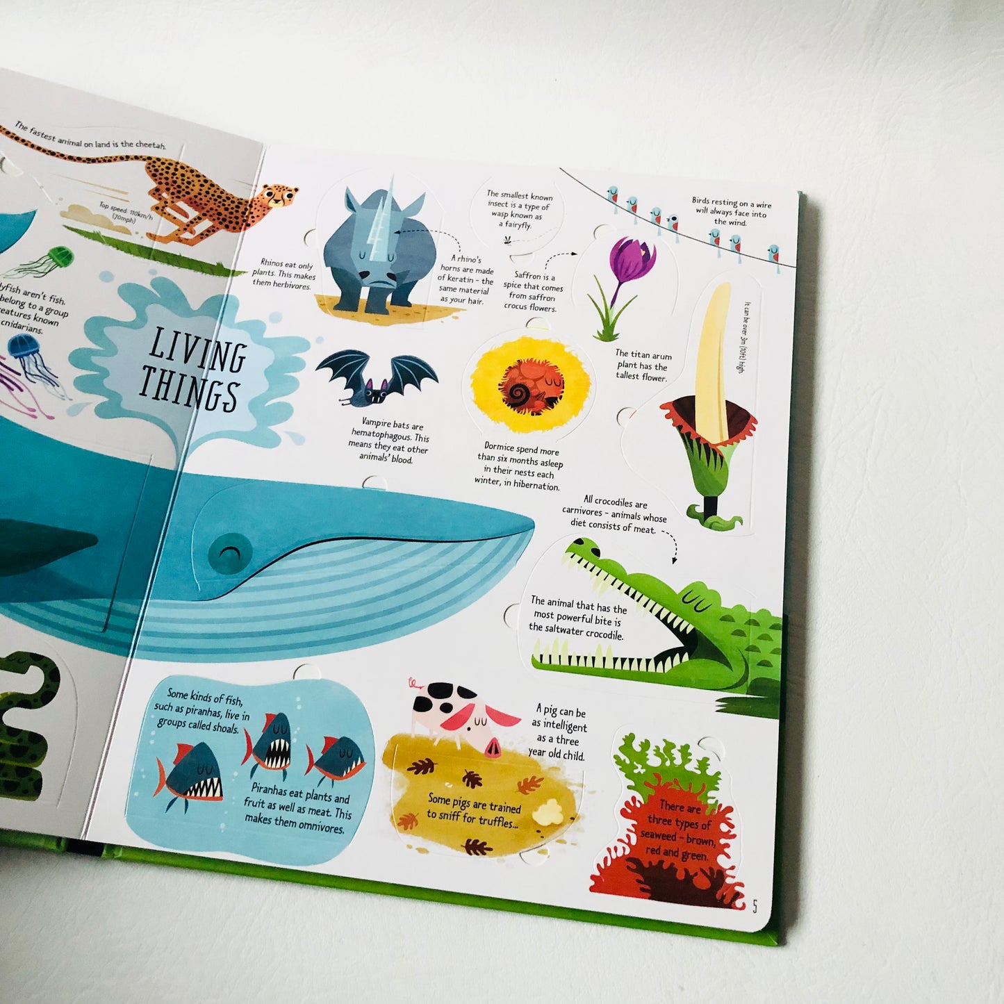 Usborne Lift-the-Flap General Knowledge Book Like New Educational Children 2015 (Like New)